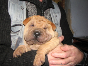 К  8марта -щенок шар-пея #181933