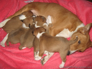 Продам щенков БАСЕНДЖИ !!! #156962