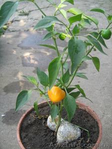 Семена перца комнатного салатного Золотой малютка #159394