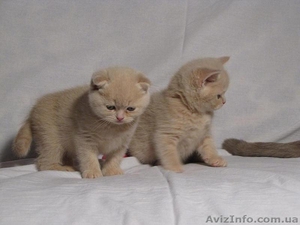 Шотландский котенок страйт #175730