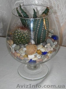 Продам флорариумы #160605