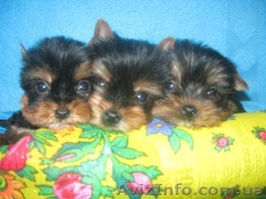 Элитные щеночки йоркширского терьера/КСУ #177816