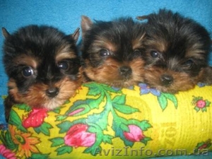 Элитные и Гламурные  Щеночки Йоркширского терьера #170836