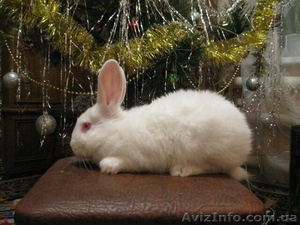продам племеных кроликов #181460