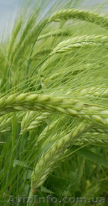 Инсектициды            #170194