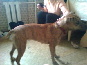 продам собаку питбуль девочка 8мес. Полтава - Собаки #167746