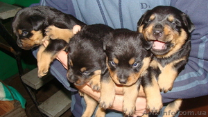 Щенки породы ротвейлера #166646