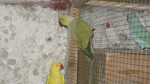 ПОПУГАЙ ОЖЕРЕЛОВЫЙ #175273