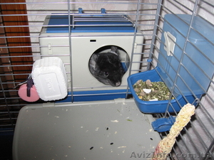 продам клетку для шиншиллы, кролика #171694