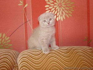 Шотландская Вислоушка!!! #174843