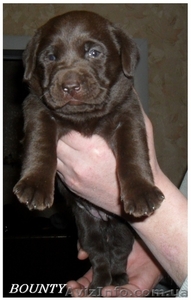 Предлагаются на продажу щенки лабрадора #172977