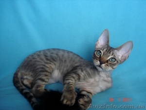 котята девон-рекс #161591