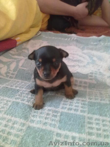 Элитный той-терьер #163855