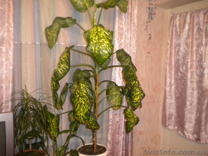 стволовая- диффембахия #161394