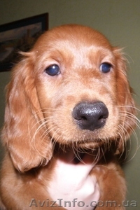 Ирландский красный сеттер. Щенки с родословной КСУ #134444