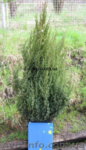 Можжевельник,  можжевельник купить Киев #174107