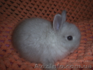  продам декоративных кроликов #174619