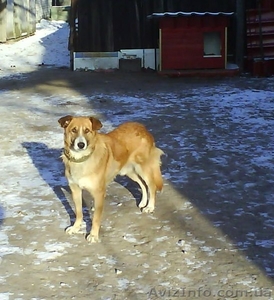 Отдам  молодого крупного кобеля БРБ -- большой,  рыжий,  благородный #178561