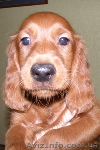 щенки ирландского сеттера от родителей рабочих и шоу линий #177649