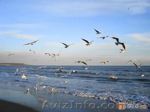 Срочно! Новое предложение! Костанди #166587