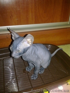 Сфинкс - Котенок #173932