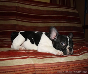 Маленькая француженка #161941