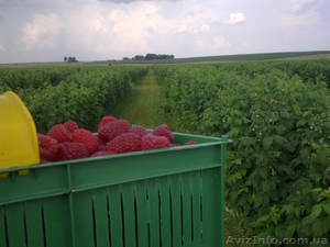  Ф.Х МАЛИНА-К.М #183400