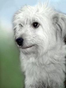 Ищет новый дом супер позитивная собака #167459