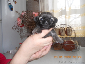 Малыши пекинесы #162812