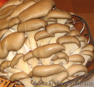 Продажа грибов вешенка  #159877