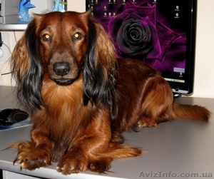 Очарователые щенки породы такса стандартная длинношерстная #182391