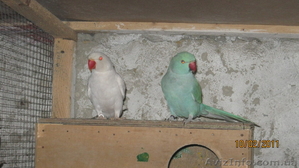 ОЖЕРЕЛОВЫЙ  ПОПУГАЙ САМЕЦ #158544