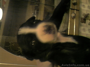 ПРОДАМ ЩЕНКОВ ПИТБУЛЬТЕРЬЕРА  #160713