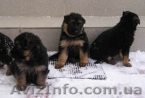 Продаю  щенков немецкой родословной овчарки #174284