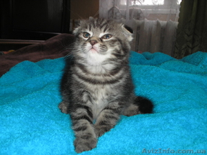 шотландцы редких окрасов #168722