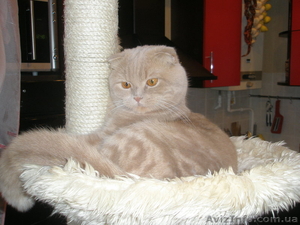 Шотландский вислоухий кот ищет невесту #174720