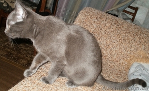 Пропал Кот в районе ЮЗР #170578