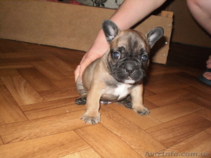 Французский бульдог #161076