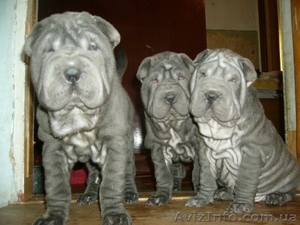 Голубые щенки шарпея #178202