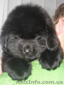 Щенков ньюфаундленда черного окраса #158285