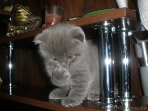 Плюшевые котята #156422