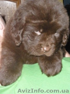 Продаю щенков ньюфаундленда редкого коричневого окраса #158333