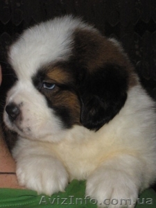 Продам щенков сенбернара от самой титулованной суки  Украины #158276
