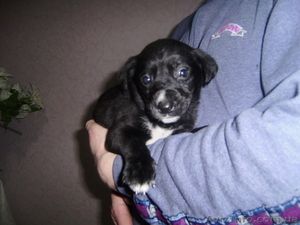 Отдам щенков метисы курцхаара, девочки #179942