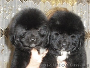 Прода алиментных щенков ньюфаундленда #158121