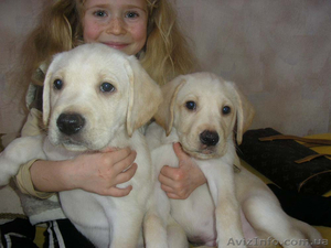 щенки лабрадора недорого #179935