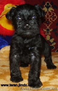 цвергшнауцера щенки чёрные #170851