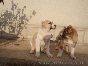 продам щенков алабая(волкодава) #169508
