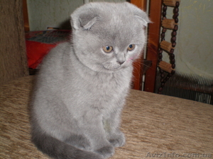 Вислоухая голубая кошечка #181293