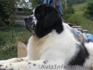 Предлагается  к разведению бело-черный кобель ньюфаундленд #158248